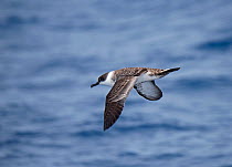 Great shearwater (Puffinus gravis) Southern Ocean off Falklands, January