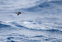 Wilson's storm petrel (Oceanites oceanicus) flying over Southern Ocean off South Georgia, January