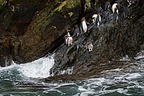 Macaroni penguins (Eudyptes chrysolophus) returning to colony on Bird Island, South Georgia, January