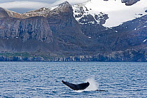 Humpback whale (Megaptera novaeangliae) tail fluke visible at surface as it dives off Weddell Point, South Georgia, January