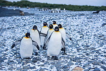 King penguins (Aptenodytes patagonicus) group on beach in snow, Holmestrand, South Georgia, January