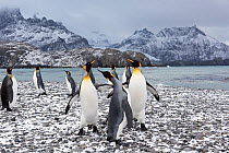 King penguins (Aptenodytes patagonicus) group on beach in snow, Holmestrand, South Georgia, January