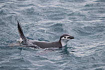 Chinstrap penguin (Pygoscelis antarcticus) swimming off coast of South Georgia, January