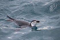 Chinstrap penguin (Pygoscelis antarcticus) swimming off coast of South Georgia, January