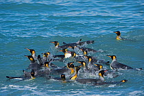 King penguins (Aptenodytes patagonicus) bathing in surf off St Andrews Bay, South Georgia, January