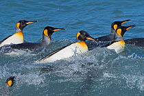 King penguins (Aptenodytes patagonicus) bathing in surf off St Andrews Bay, South Georgia, January