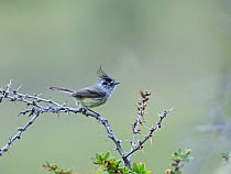 Tufted tit tyrant (Anairetes parulus) Torres del Paine NP, Patagonia, Chile October