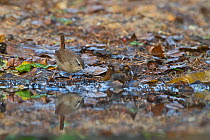 Wren (Troglodytes troglodytes) drinking from puddle, Norfolk, UK October