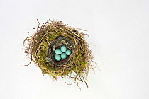 Dunnock (Prunella modularis) nest with five eggs, Norfolk UK, June