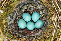 Dunnock (Prunella modularis) nest with five eggs, Norfolk UK, June