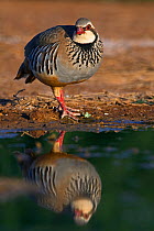 Red-legged partridge (Alectoris rufa) drinking at pool in Spanish Steppes, Belchite, Aragon Spain July