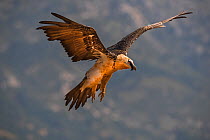 Bearded vulture (Gypaetus barbatus) adult coming in to land, Spanish Pyrenees, July