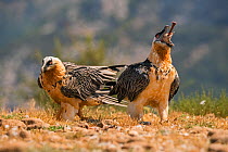 Bearded vulture (Gypaetus barbatus) adult swallowing leg bone along with hoof, Spanish Pyrenees, July.  This bird swallowed five of these leg bones whole, they have the ability to dissolve the bone in...