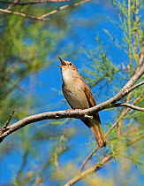 Nightingale (Luscinia megarhynchos) singing, Camargue Provence France May