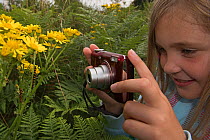 Young girl photographing Cinnibar moth caterpillars (Tyria jacobaeae) on Ragwort, Kelling Heath, Norfolk, UK August Model released.