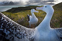 Wandering albatross (Diomedea exulans) pair displaying at dusk in ritual bonding behaviour, Albatross Island in Bay of Isles, South Georgia January
