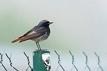 Black redstart (Phoenicurus ochruros) male with food for young, Camargue Provence France, May