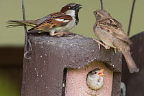 House sparrow (Passer domesticus) pair at nestbox with chick at breeding colony Norfolk, UK May