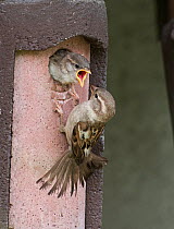 House sparrow (Passer domesticus) female feeding chick in nestbox at breeding colony Norfolk, UK May
