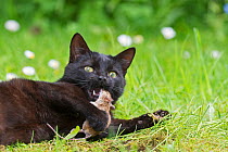 Black domestic cat in garden with recently caught mouse, Norfolk, UK