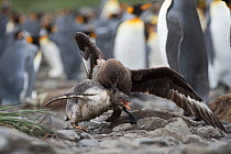 Brown skua (Stercorarius antarcticus) attacking a Gentoo penguin (Pygoscelis papua) chick that has wandered into a King penguin (Aptenodytes patagonicus) colony at Holmestrand, South Georgia, January