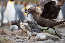 Brown skua (Stercorarius antarcticus) attacking a Gentoo penguin (Pygoscelis papua) chick that has wandered into a King penguin colony. Holmestrand, South Georgia