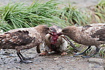 Brown skuas (Stercorarius antarcticus) attacking a Gentoo penguin (Pygoscelis papua) chick that has wandered into a King penguin colony at Holmestrand, South Georgia, January