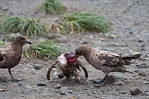 Brown skua (Stercorarius antarcticus) attacking a Gentoo penguin (Pygoscelis papua) chick that has wandered into a King penguin colony at Holmestrand, South Georgia, January