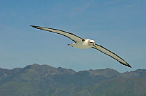 White-capped albatross (Thalassarche cauta) in flight near coast, Kaikoura, New Zealand November