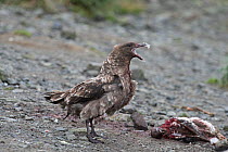 Brown skua (Stercorarius antarcticus) standing over a Gentoo penguin (Pygoscelis papua) chick that it has just killed, Holmestrand, South Georgia January