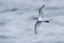 Antarctic prion (Pachyptila desolata) in flight over Southern Ocean off South Georgia, January
