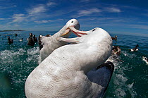 Gibson's albatross (Diomedea antipodensis gibsoni) fighting over food. Kaikoura, Southern Ocean, New Zealand.