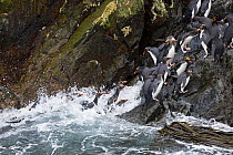 Macaroni penguins (Eudyptes chrysolophus) returning to colony on Bird Island, South Georgia.