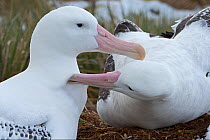 Wandering albatross (Diomedea exulans) pair allo grooming, part of ritual bonding behaviour, Albatross Island, South Georgia, January