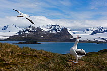 Wandering albatross (Diomedea exulans) calling to its mate as it flies past, Albatross Island in the Bay of Isles, South Georgia January