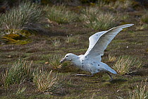 Southern Giant petrel (Macronectes giganteus) adult light morph known as a "Wjite Nelly" taking off Albatross Island, South Georgia January