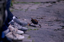 Baillon's crake (Porzana pusilla) looking for food by people's feet, Sunderland, UK May 1989