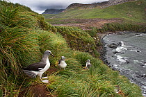 Grey-headed albatross (Thalassarche chrysostoma) colony at Elsehul, South Georgia, January