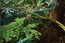 Morepork (Ninox novaeseelandiae) Keri Keri, North Island, New Zealand November