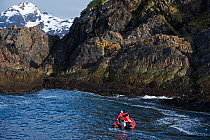 Wandering albatross (Diomedea exulans) survey team checking islet supporting small albatross colony near Weddell Point on South Georgia, January 2015