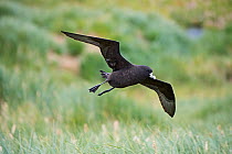White-chinned petrel (Procellaria aequinoctialis) flying over breeding colony in tussock covered hillside, King Haakon Bay, South Georgia, January