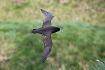 White-chinned petrel (Procellaria aequinoctialis) flying over breeding colony in tussock covered hillside, King Haakon Bay, South Georgia, January