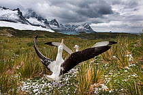 Wandering albatross (Diomeda exulans) pair courtship display, Trollheim, South Georgia.