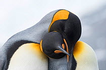 King penguins (Aptenodytes patagonicus) pair interacting, part of courtship, Gold Harbour South Georgia, January
