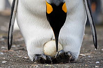 King penguin (Aptenodytes patagonicus) turning egg during incubation. Gold Harbour, South Georgia.