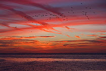 Oystercatchers (Haematopus ostralegus) going to roost against a spectacular sunset at high tide over the Wash at Snettisham, Norfolk, September