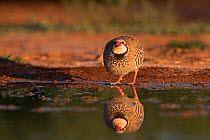 Red-legged partridge (Alectoris rufa) drinking at pool in Spanish Steppes, Belchite, Aragon Spain July