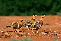 Pin-tailed sandgrouse (Pterocles alchata) recently drinking at pool Belchite, Aragon, Spain, July
