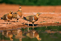 Pin-tailed sandgrouse (Pterocles alchata) drinking at pool Belchite, Aragon, Spain, July