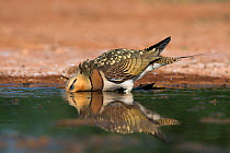 Pin-tailed sandgrouse (Pterocles alchata) drinking at pool Belchite, Aragon, Spain, July